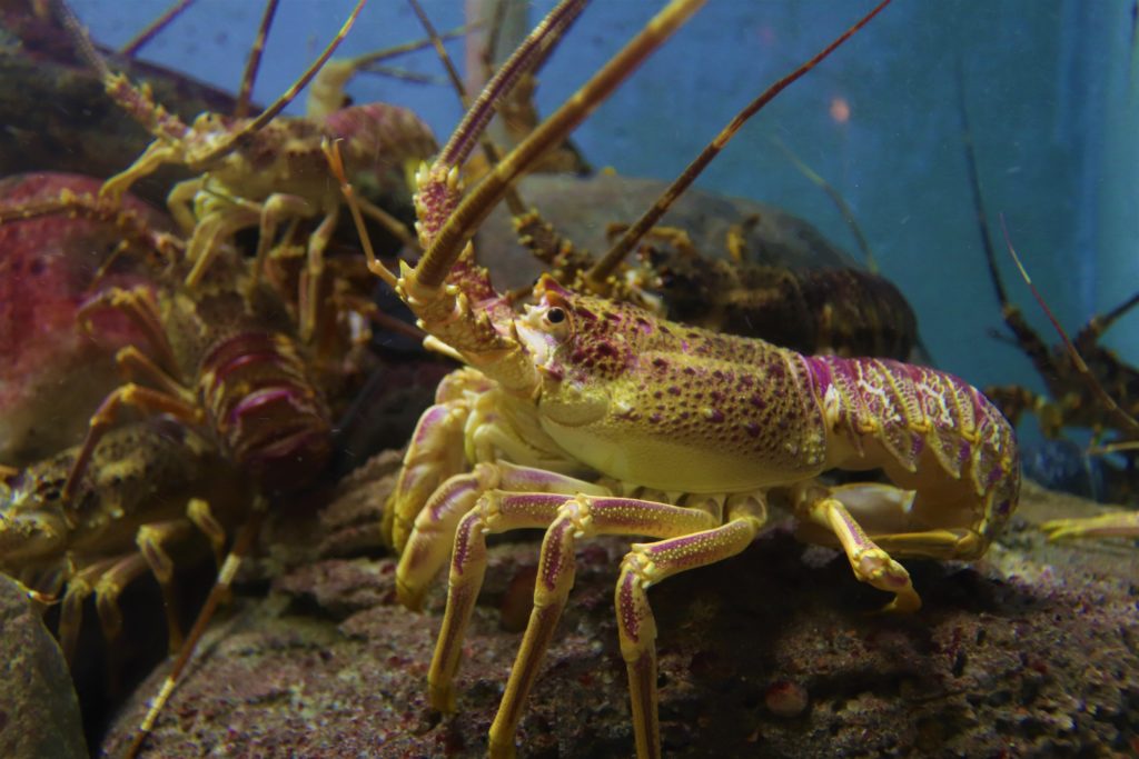 海のいきものの種類 海にすむ無せきつい動物 いきものはすごい